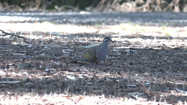 Common Bronzewing - ML554150311