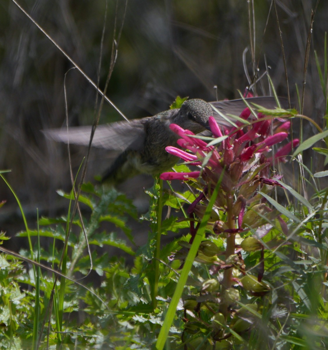 Colibrí de Anna - ML554150721