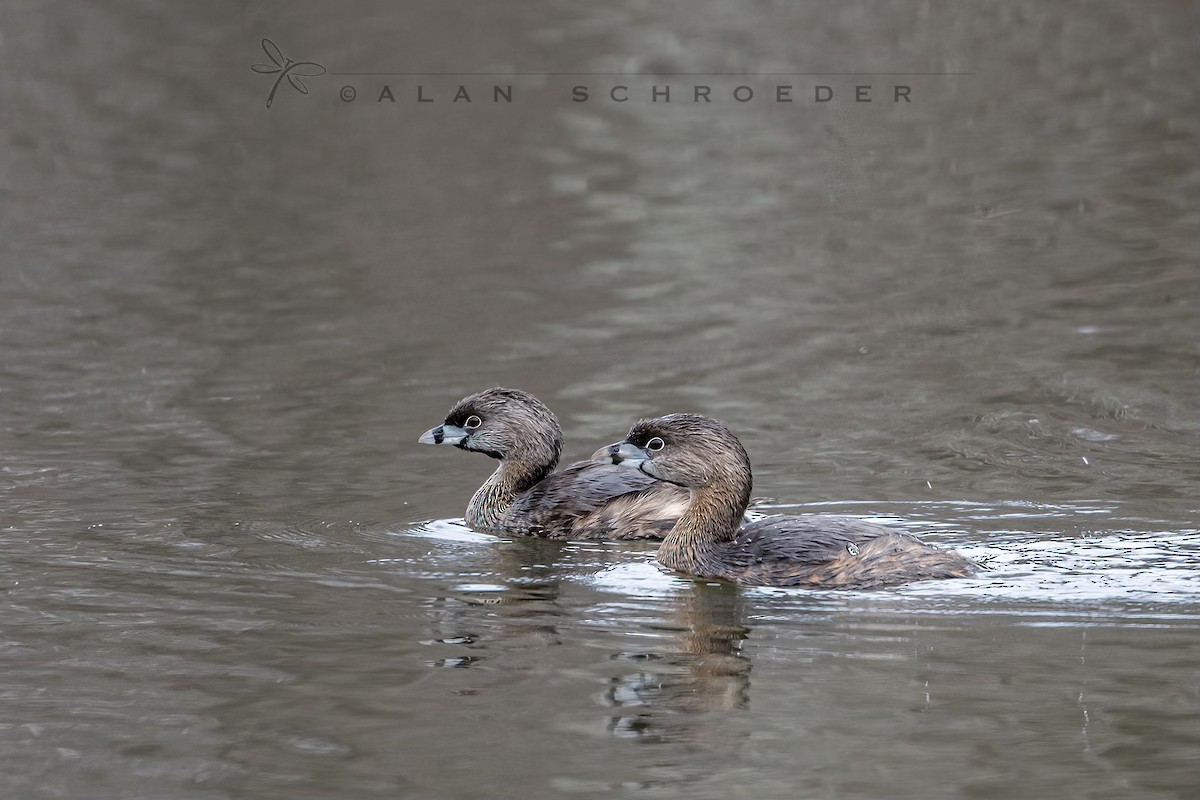 Pied-billed Grebe - ML554150911