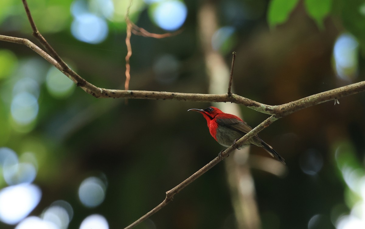 Crimson Sunbird (Crimson) - ML554151091