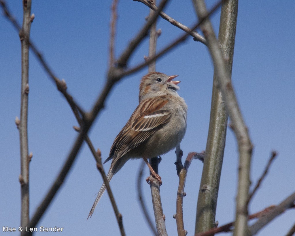 Field Sparrow - Len Sander