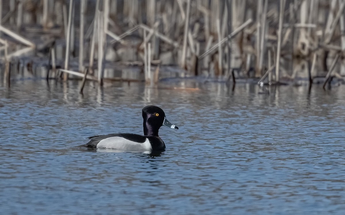 Ring-necked Duck - ML554151891