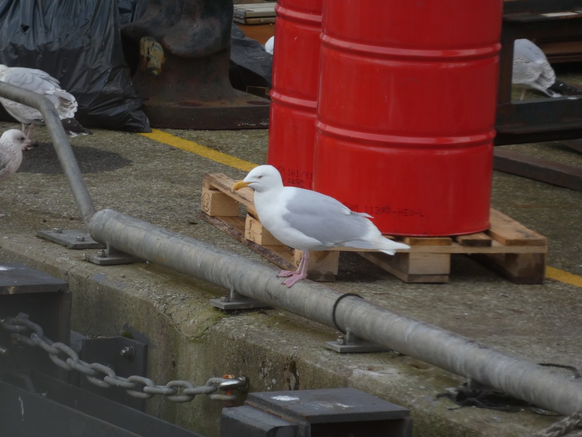 Glaucous Gull - ML554152251