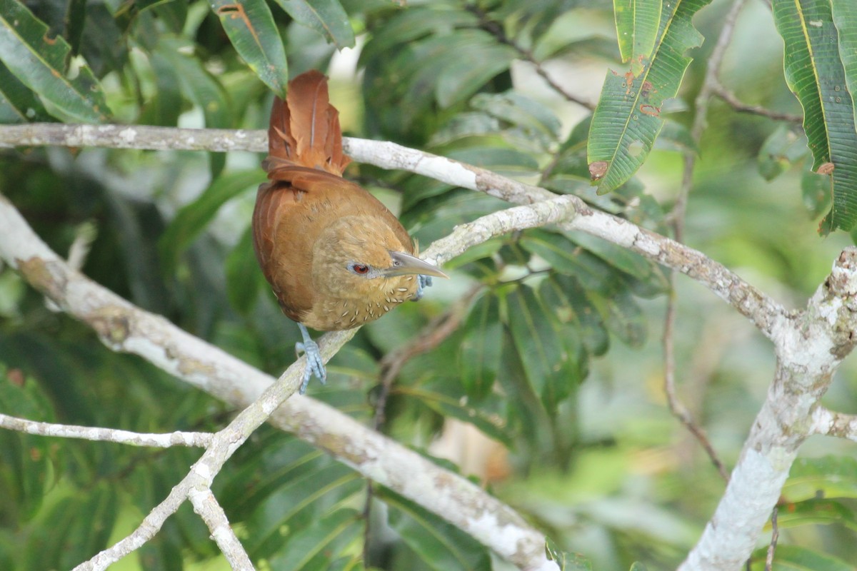 Cinnamon-throated Woodcreeper - ML55415231