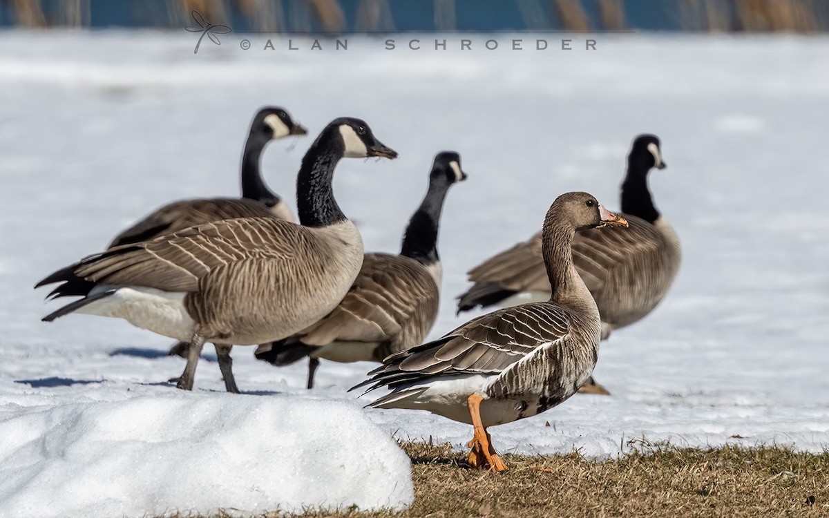 Greater White-fronted Goose - ML554152471