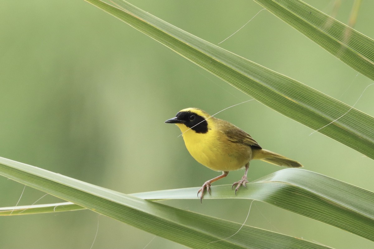 Belding's Yellowthroat - ML554152851