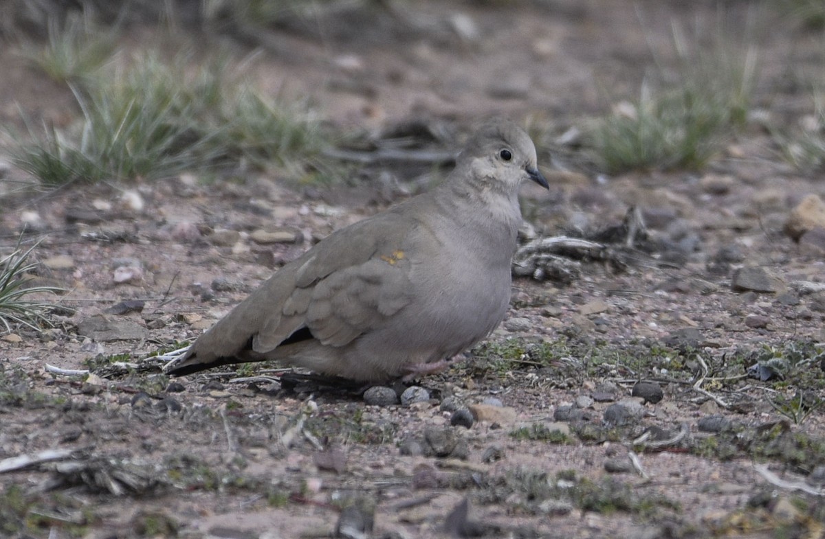 Golden-spotted Ground Dove - ML554153191