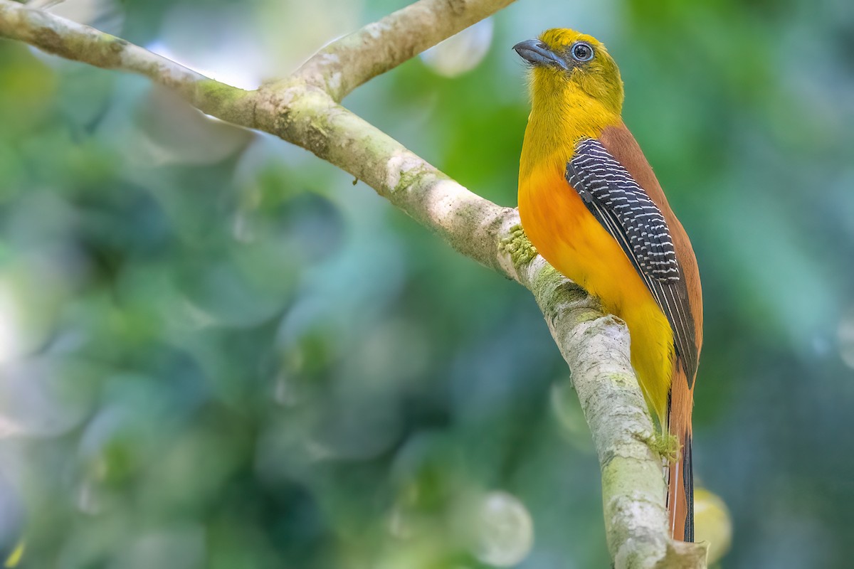 Orange-breasted Trogon (Spice) - ML554153221