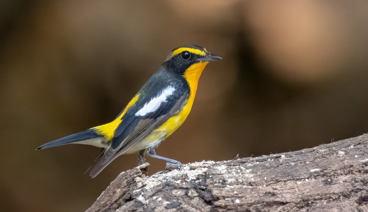 Narcissus Flycatcher - ML554153421