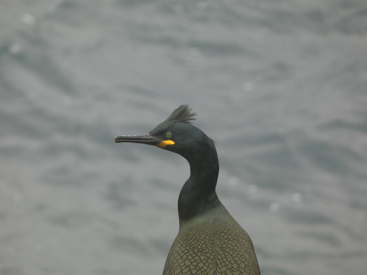 European Shag - Thomas Churchyard