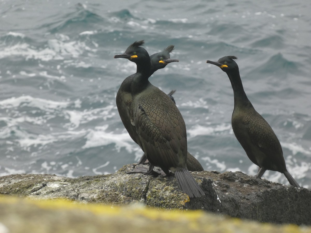 European Shag - ML554153991