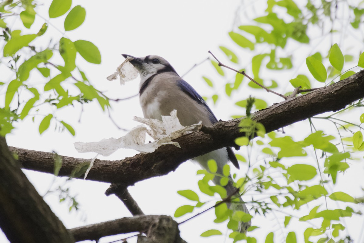 Blue Jay - ML554154891