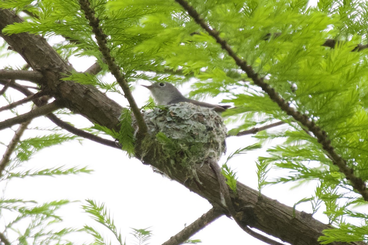 Blue-gray Gnatcatcher - ML554154941