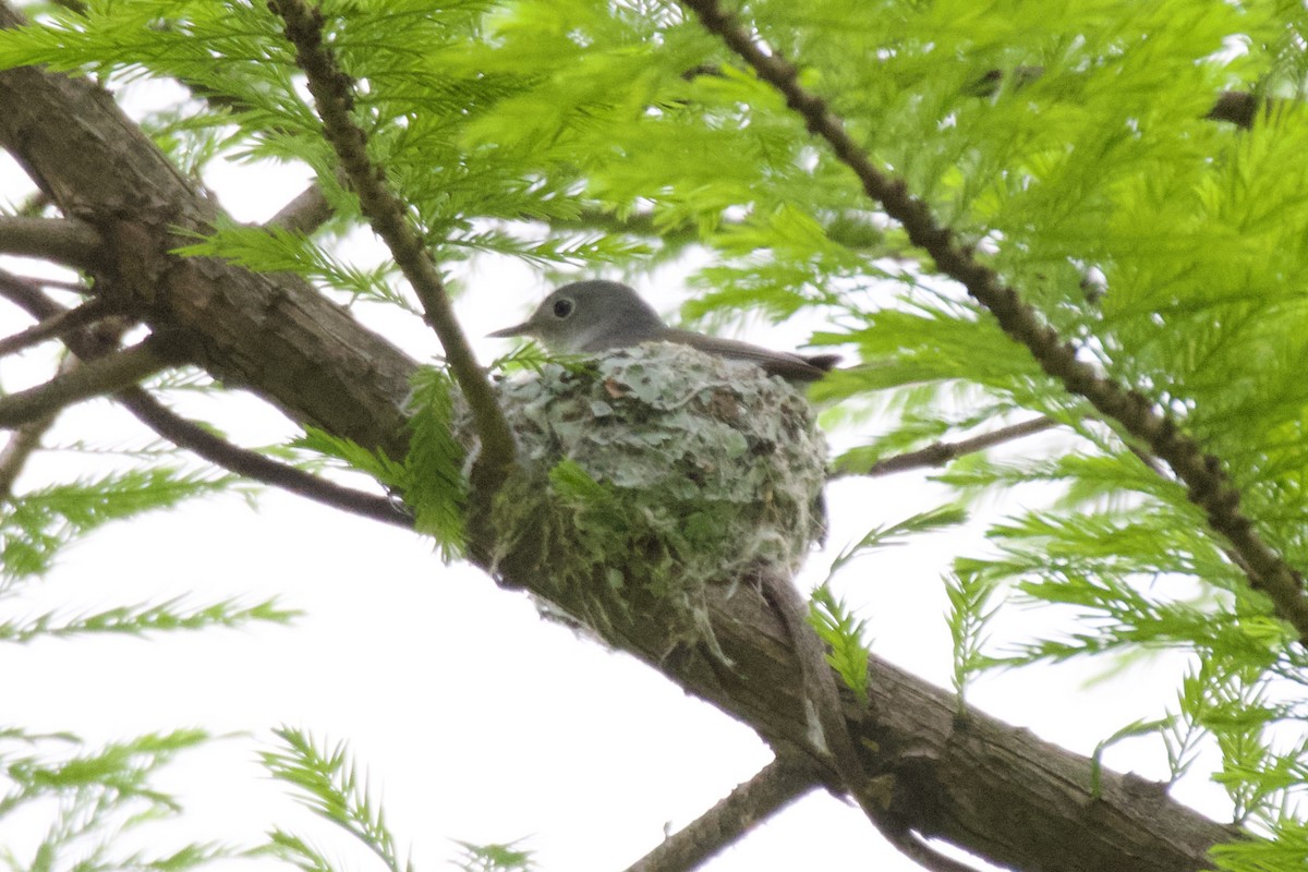 Blue-gray Gnatcatcher - ML554154951