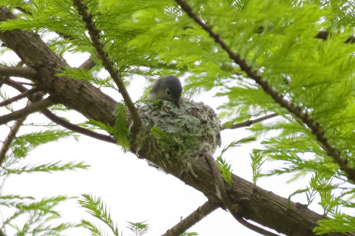 Blue-gray Gnatcatcher - ML554154961