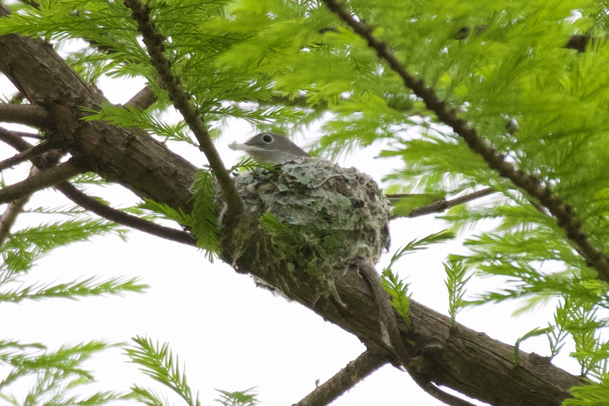 Blue-gray Gnatcatcher - ML554154971