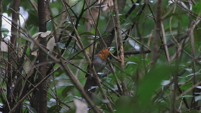 Ruiseñor Japonés (tanensis) - ML554157251