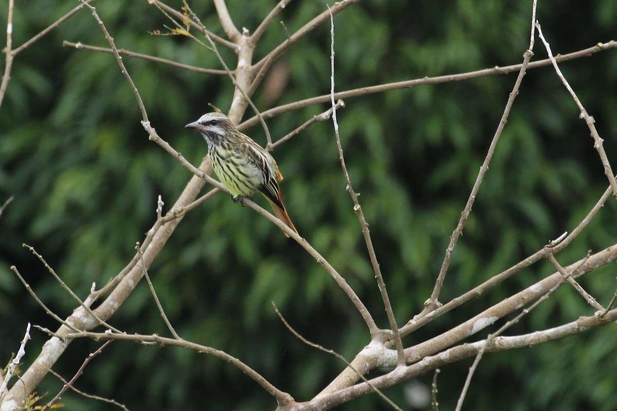 Piratic Flycatcher - ML55415761