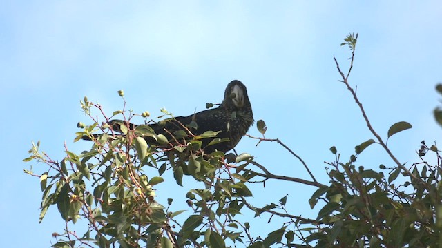 Cacatúa Colirroja - ML554159241