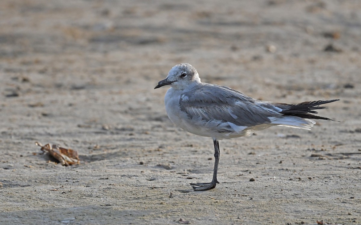 Laughing Gull - Christoph Moning