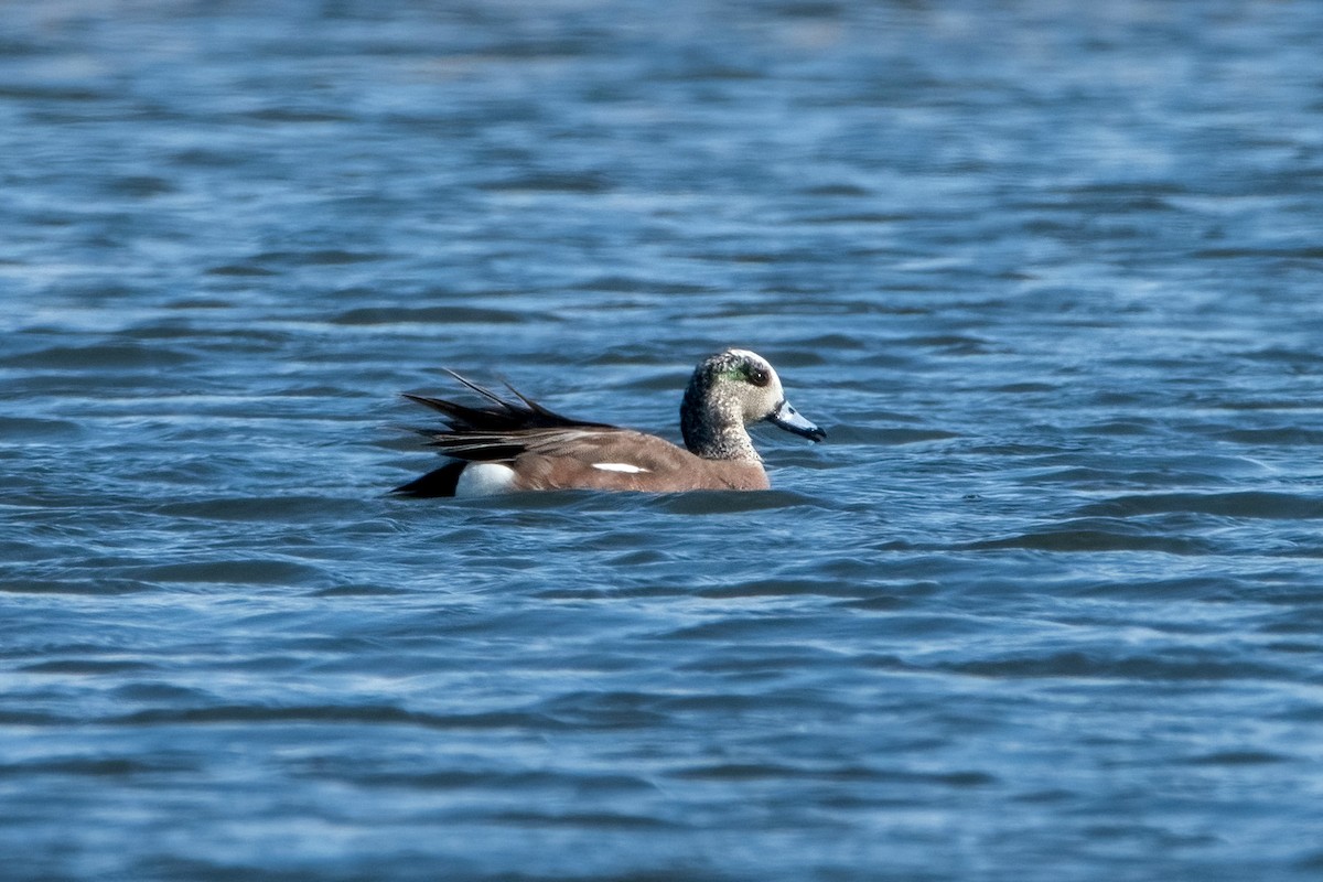 American Wigeon - ML554159461