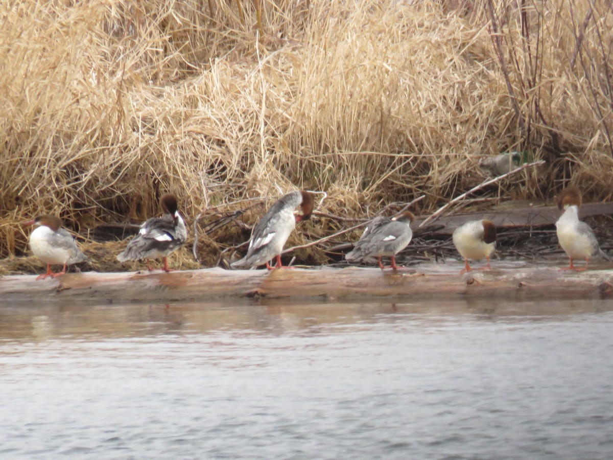 Common Merganser - ML55416061