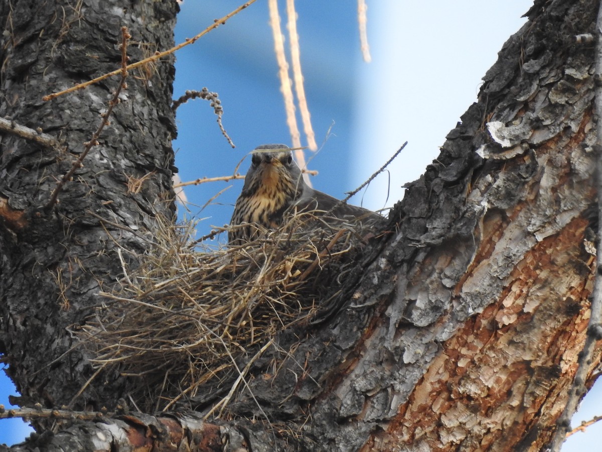 Fieldfare - ML554160691