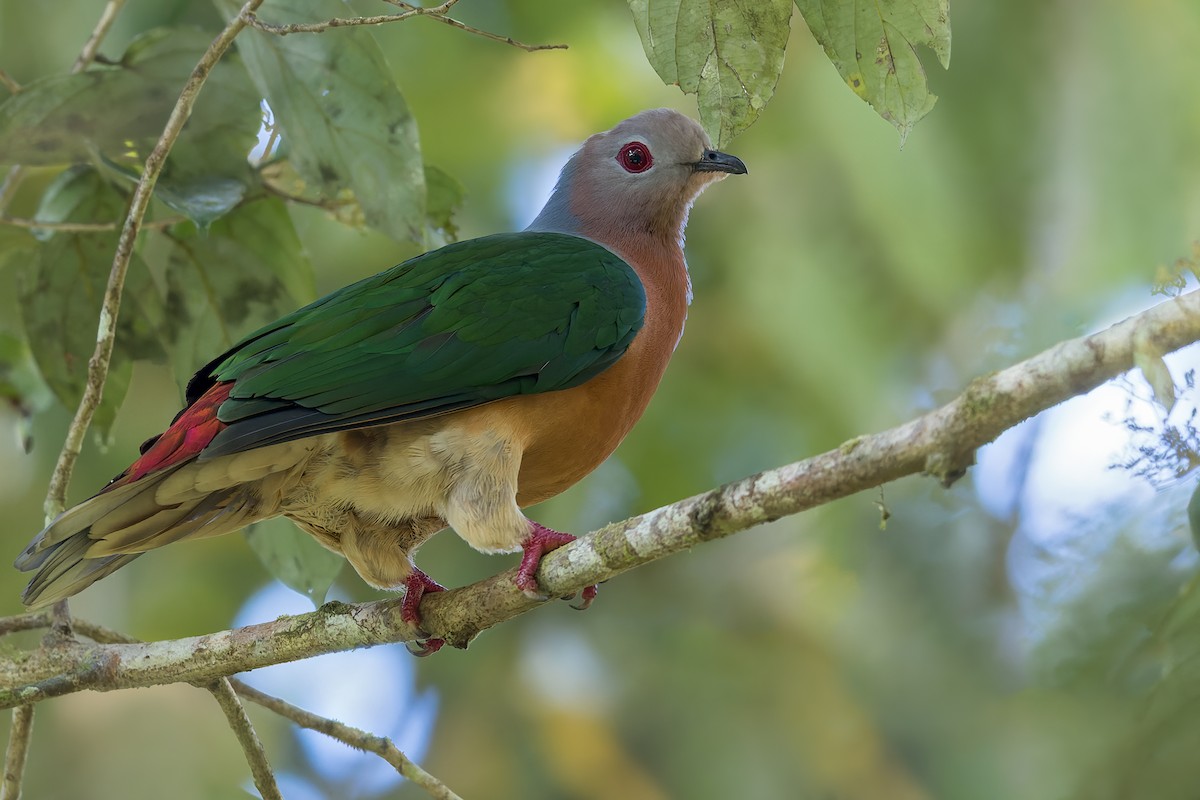 Purple-tailed Imperial-Pigeon - Dubi Shapiro