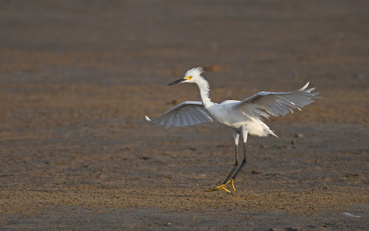 Snowy Egret - ML554160831