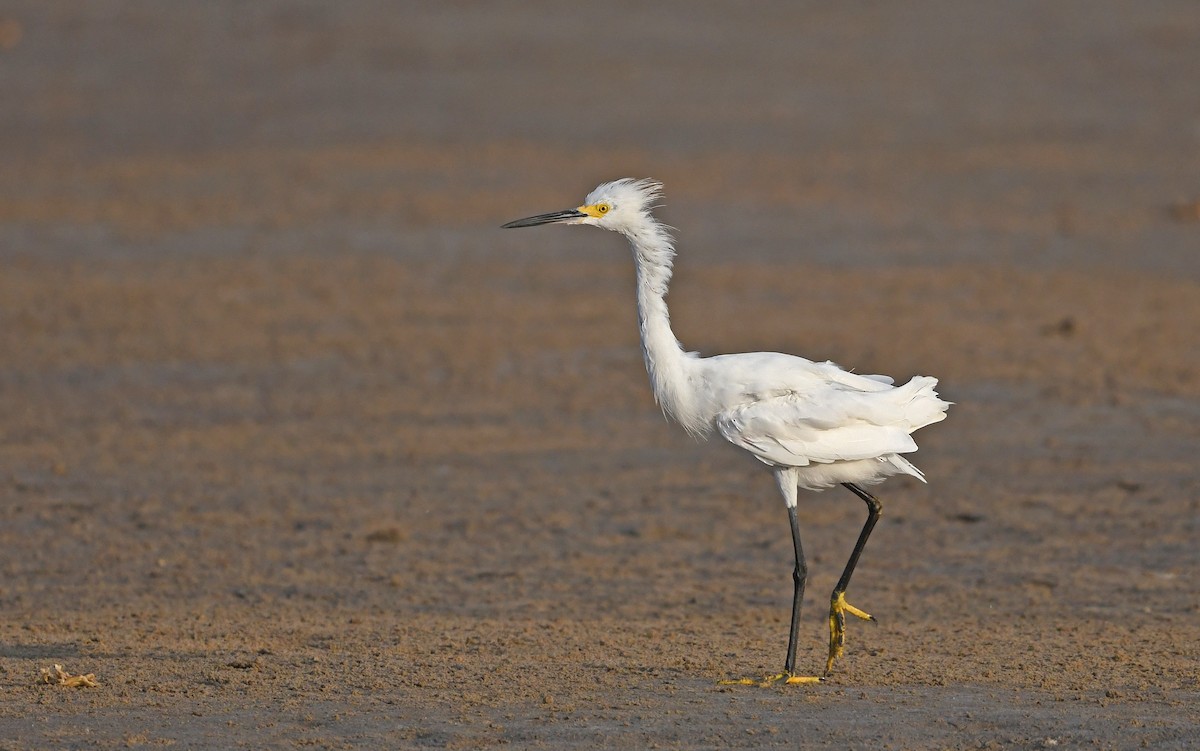 Snowy Egret - ML554160851