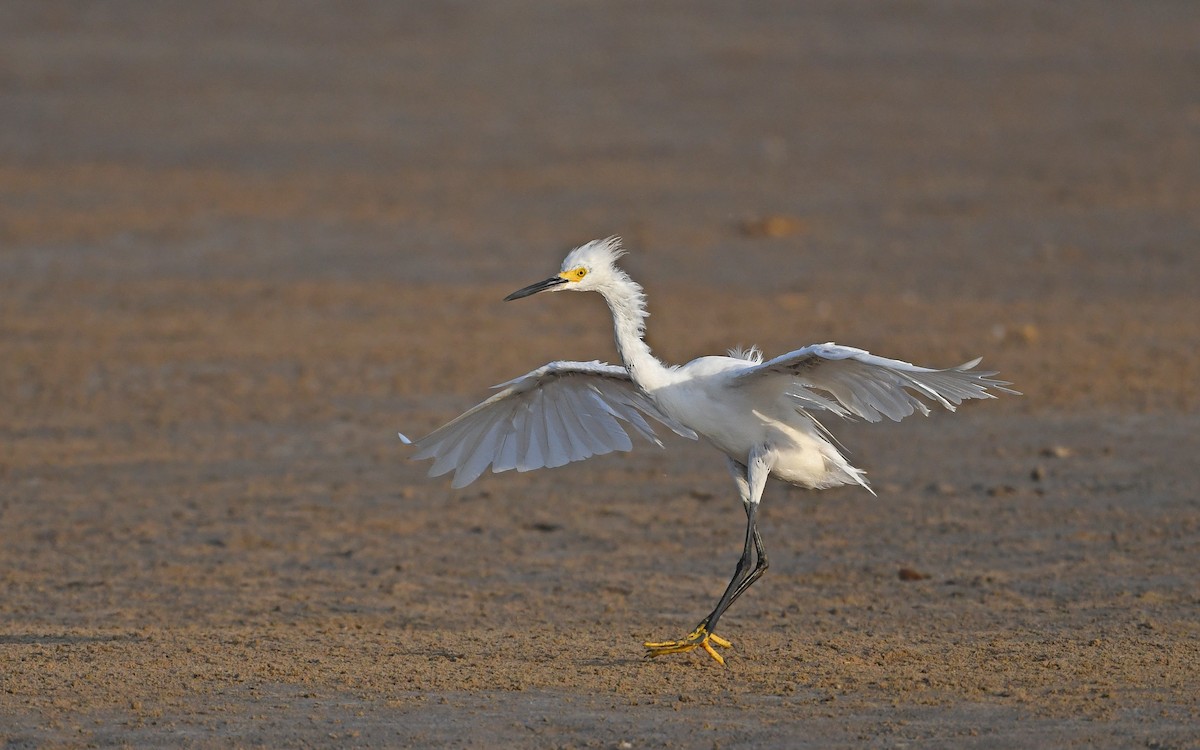 Snowy Egret - ML554160871