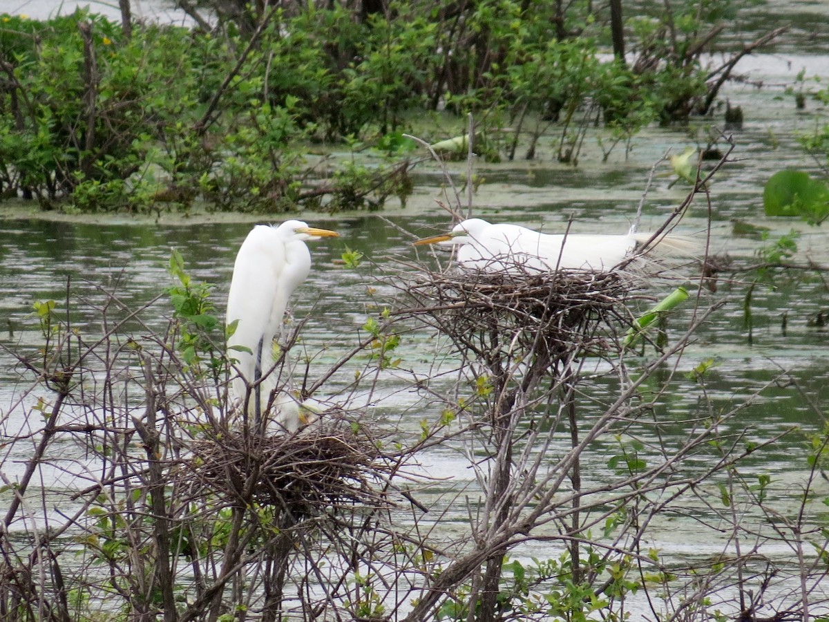 Great Egret - ML55416151