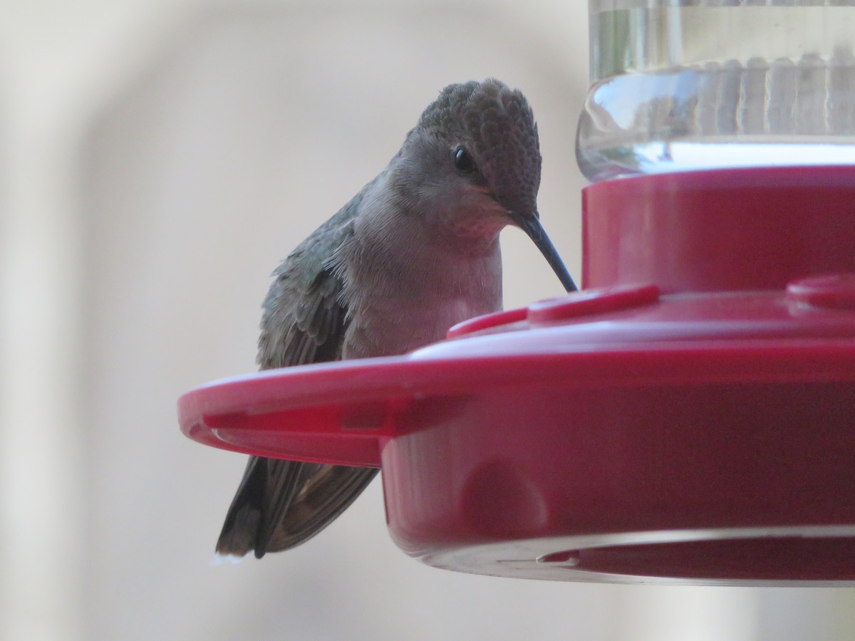 Ruby-throated Hummingbird - ML554161851