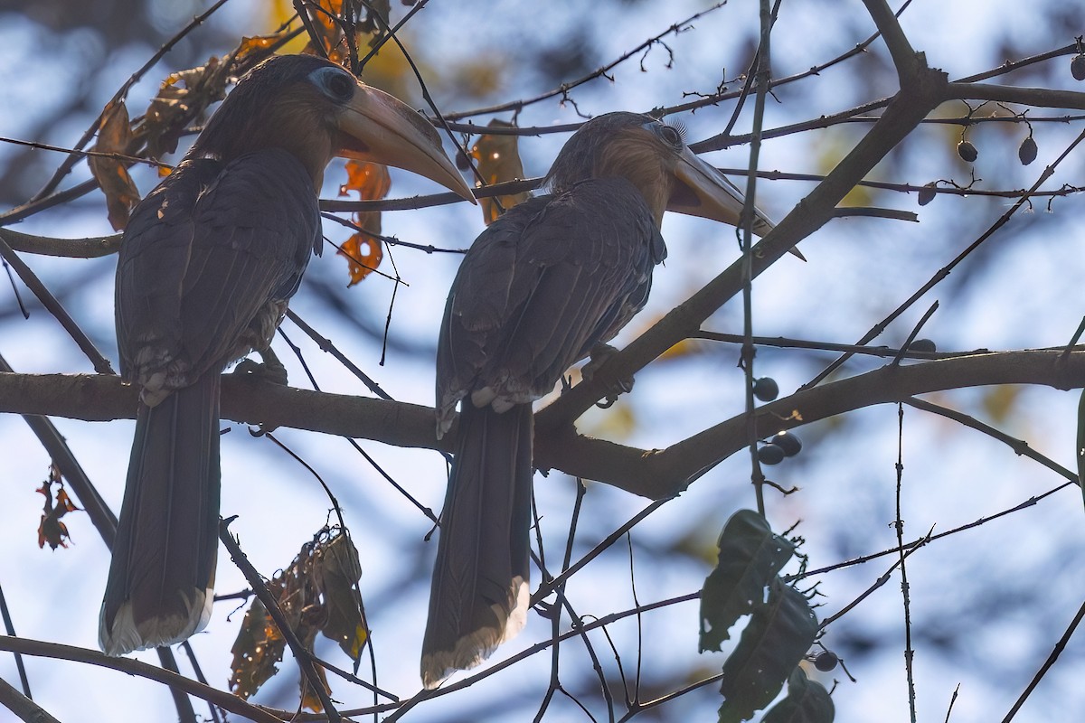 Rusty-cheeked Hornbill - ML554162351