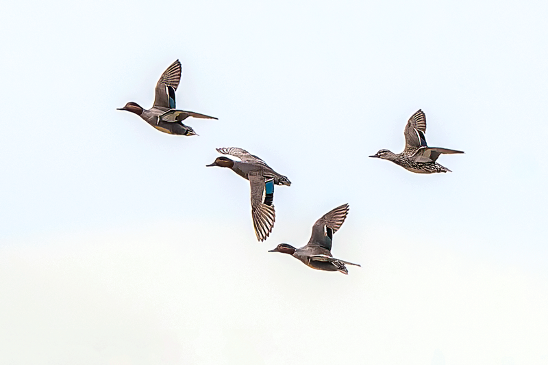 Green-winged Teal - ML554163921