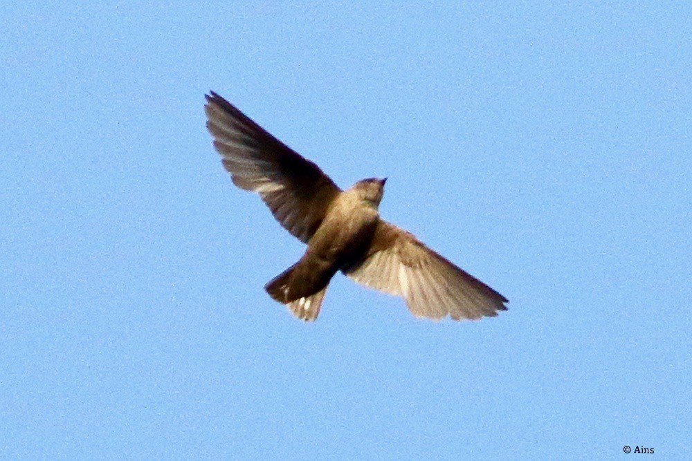 Dusky Crag-Martin - ML554164371