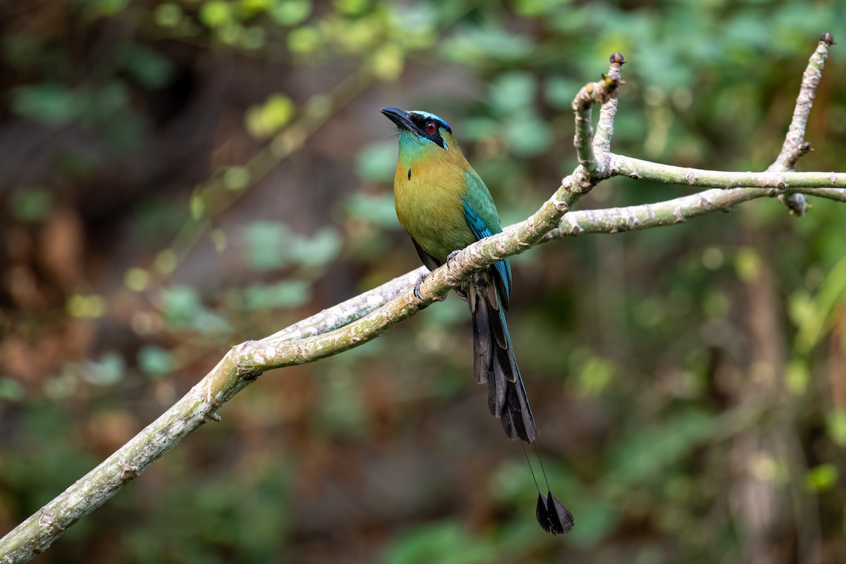 Lesson's Motmot - ML554164591