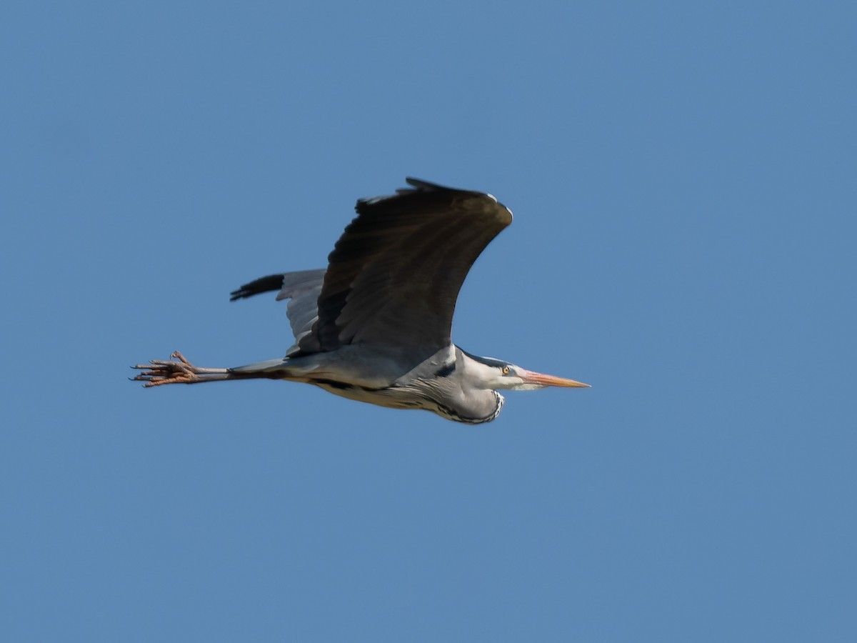 Gray Heron - ML554164821