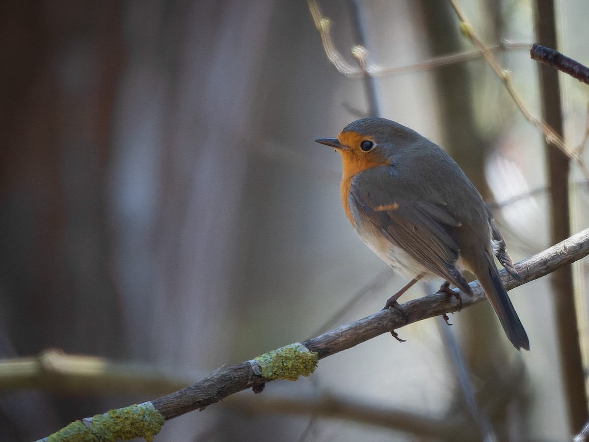 European Robin - ML554165391