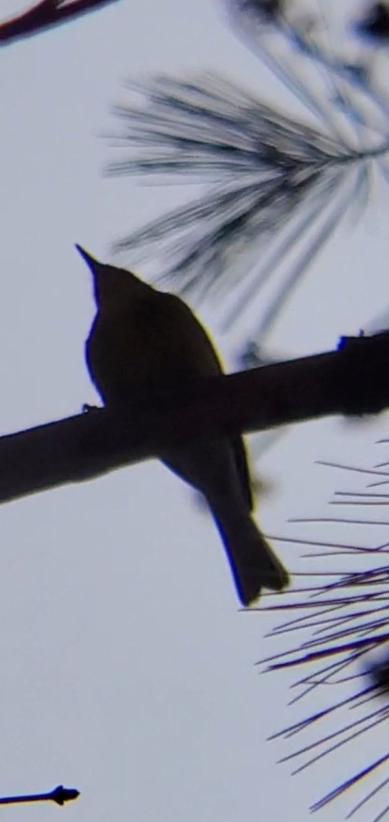 Pine Warbler - ML554165581