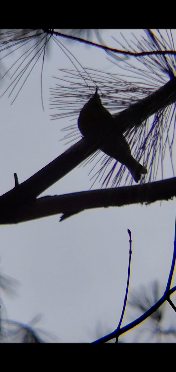 Pine Warbler - ML554165591