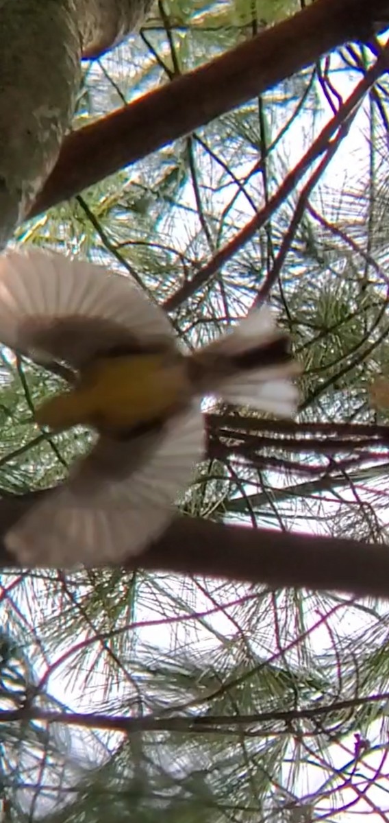 Pine Warbler - ML554165611