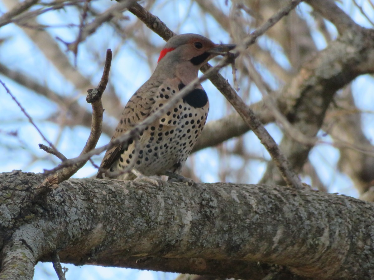 Northern Flicker (Yellow-shafted) - ML554165981