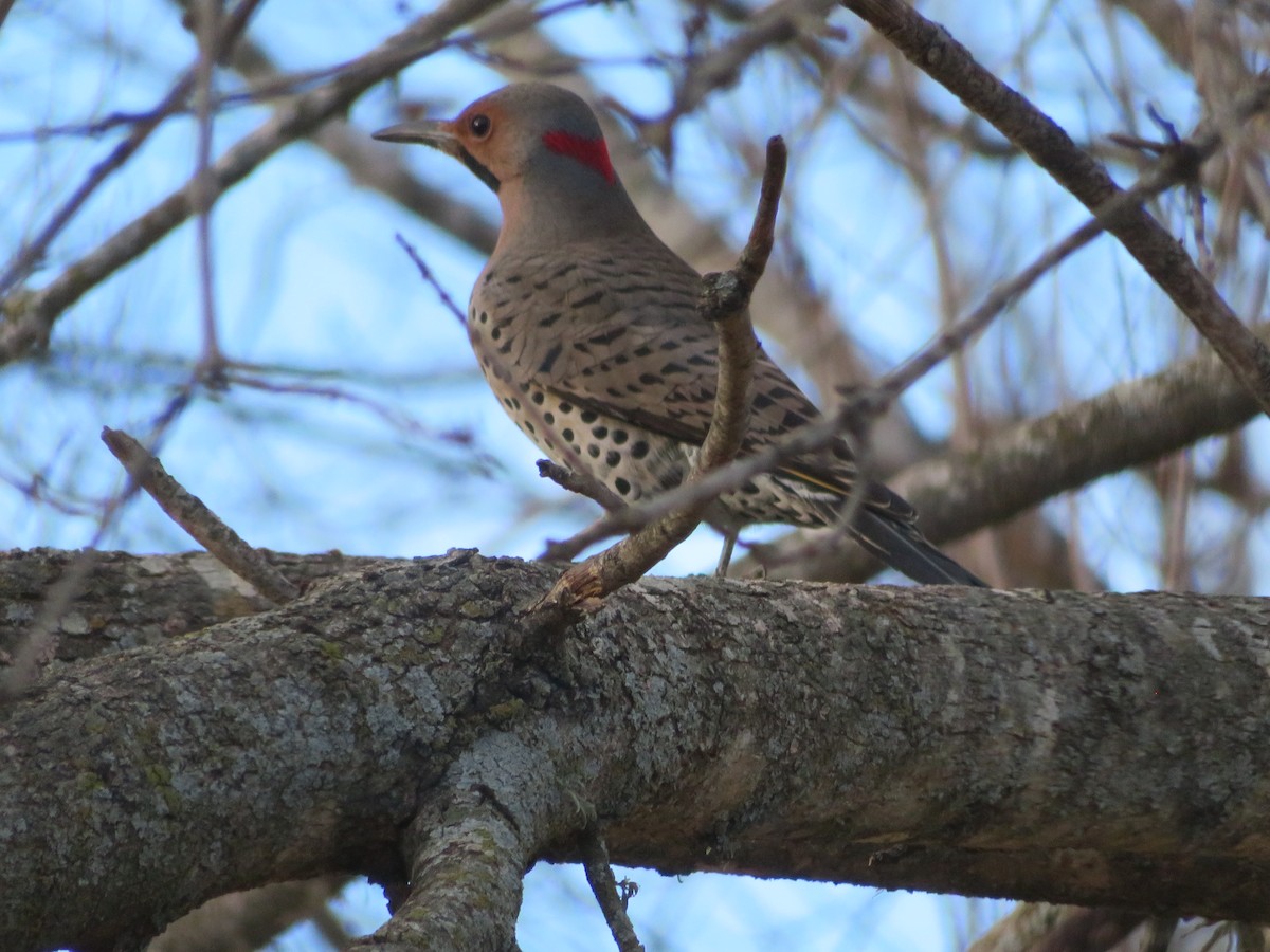 Northern Flicker (Yellow-shafted) - ML554166171