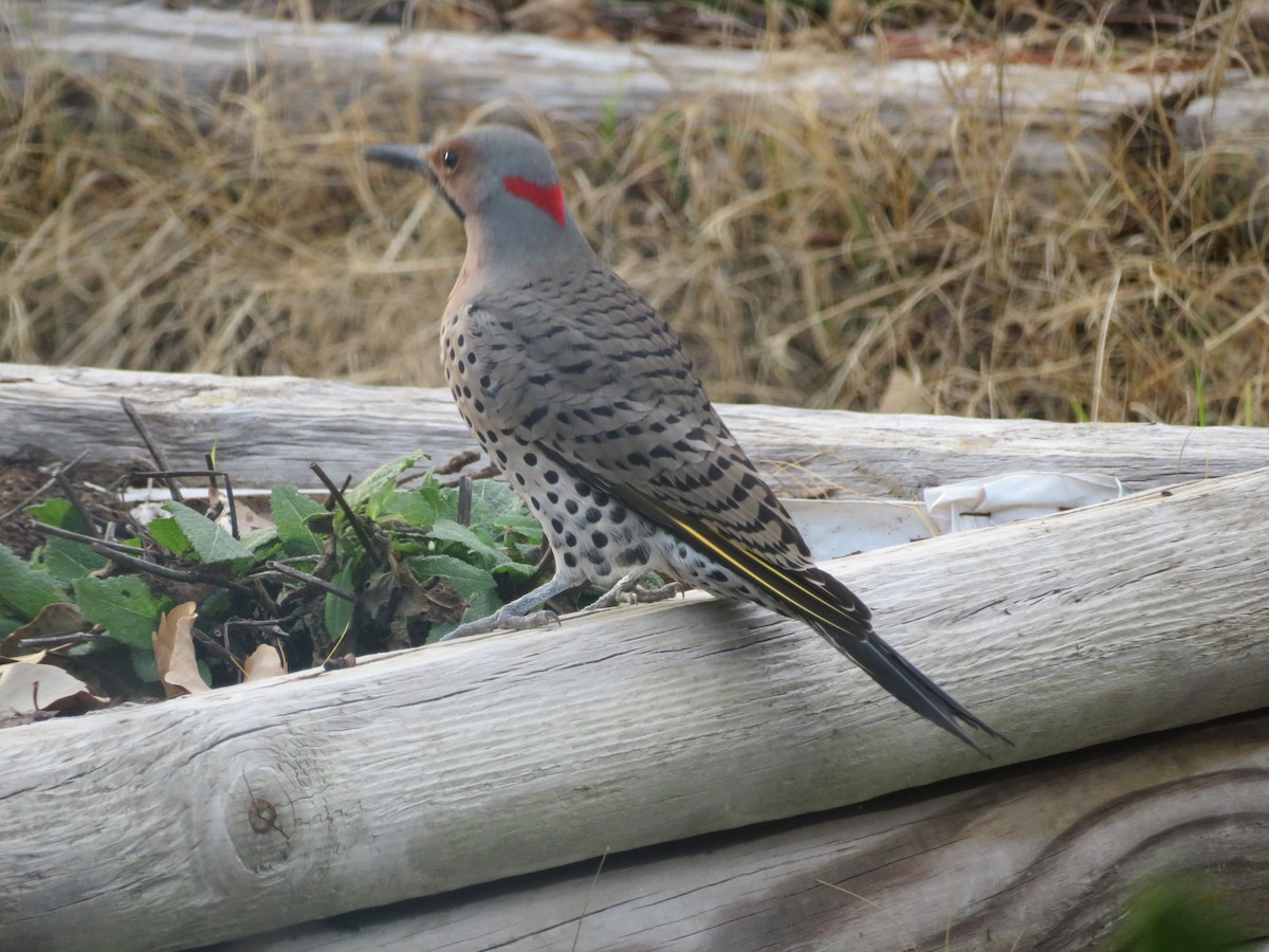 Northern Flicker (Yellow-shafted) - ML554167021