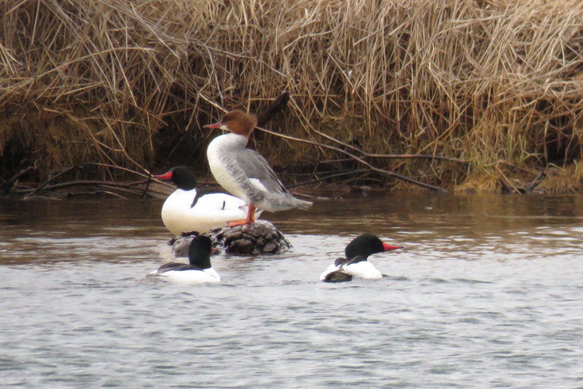 Common Merganser - Lisa Nelson