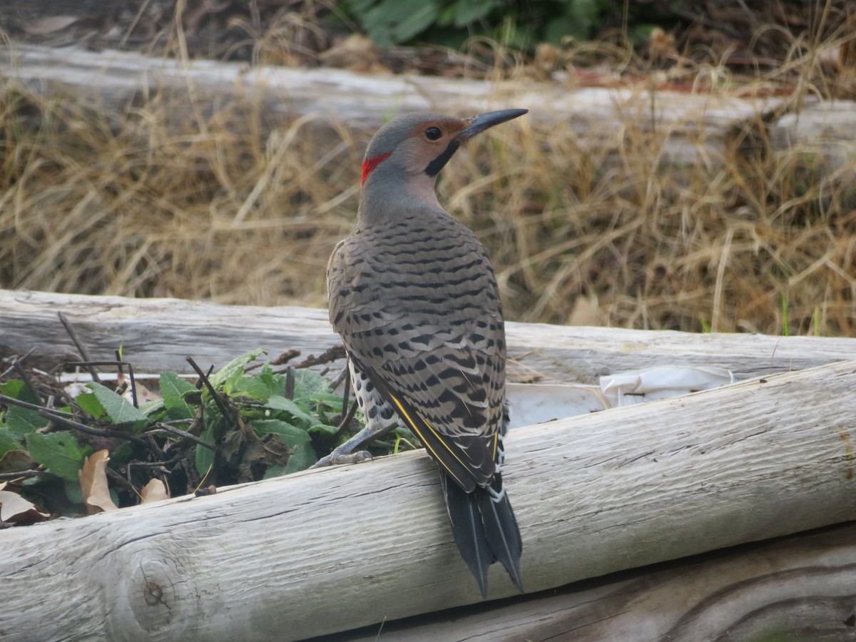 Northern Flicker (Yellow-shafted) - ML554167111