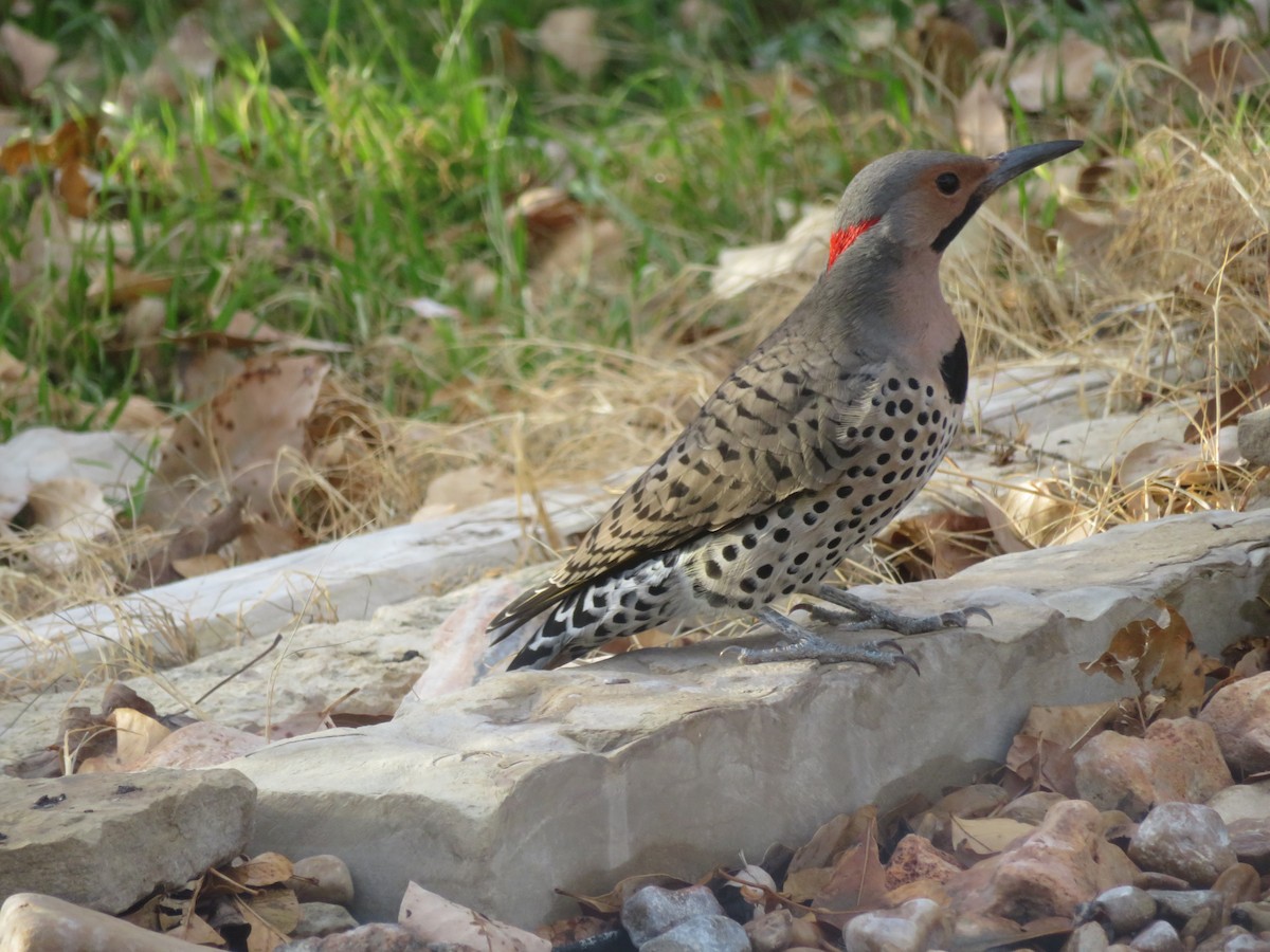 Northern Flicker (Yellow-shafted) - ML554167381