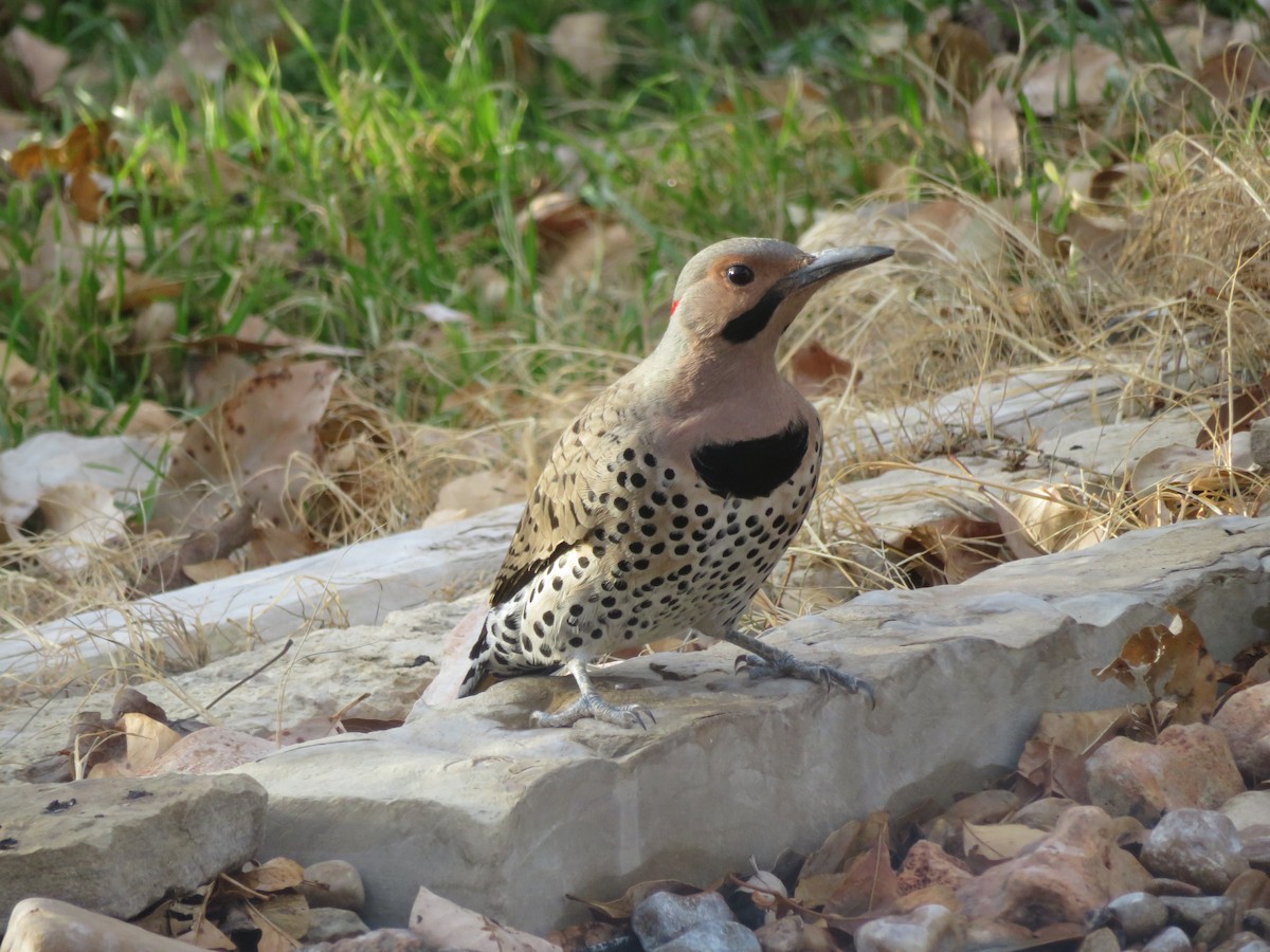 Northern Flicker (Yellow-shafted) - ML554167461