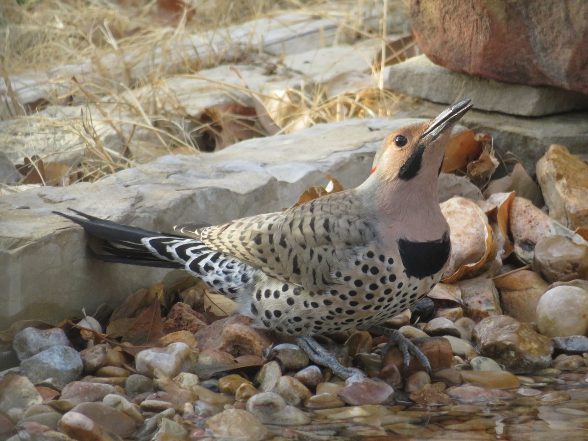 Northern Flicker (Yellow-shafted) - ML554167571